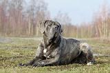 CANE CORSO 711